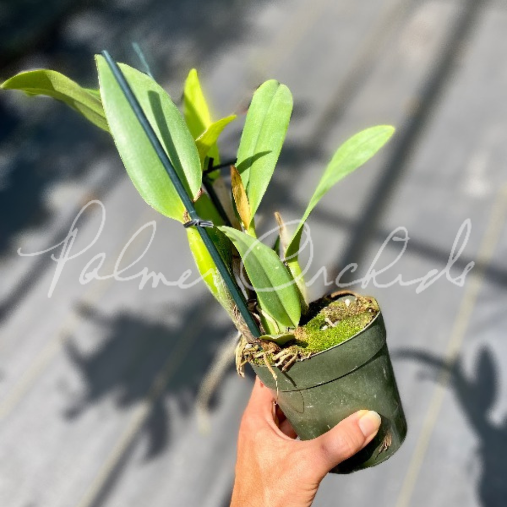 Rlc. Hsinying Williette 'VS1' — Palmer Orchids